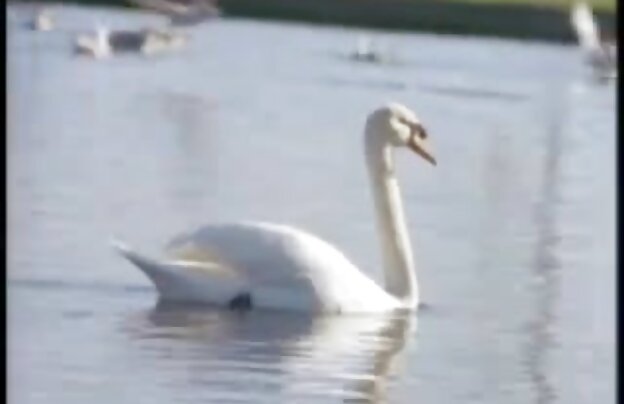 XXX سبزه دانلود فیلمهای شهوانی تحت لحن می داند که بدن خود را به خوبی